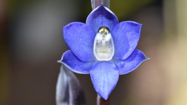 The Wyong sun orchid. Picture: Mark Clements