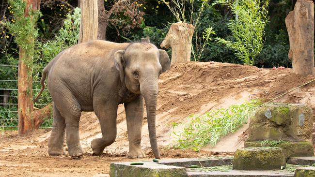 Moonee Valley Council and Yarra Council donated branches and logs for the enclosure.