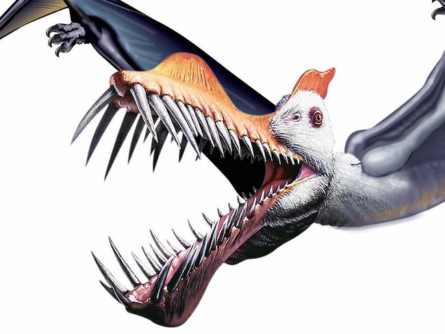 Artwork - artists impression of prehistoric flying reptile pterosaur dinosaur.