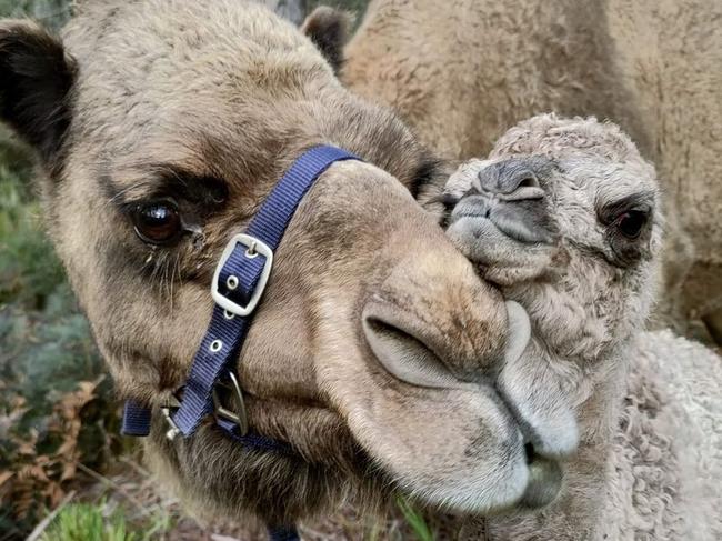 There are five, soon to be six, camels at the farm. Picture: St Marys Camel Farm/ Facebook