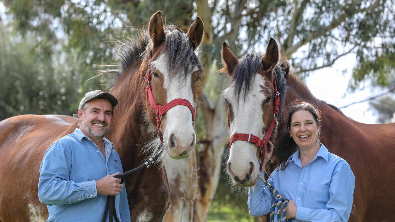 Adelaide Show: Clydesdale horse club celebrates 100 years at the royal ...