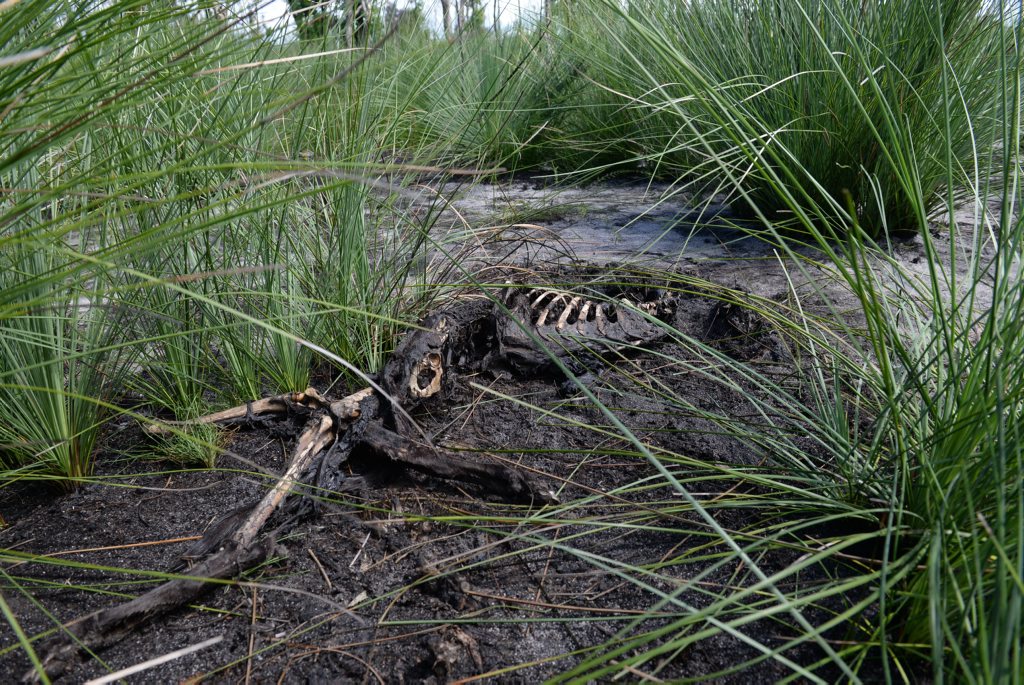 GRAVEYARD: The remains of a dead greyhound in the Vera Scarth-Johnson Wildflower Reserve near Coonarr Beach. Photo: Mike Knott / NewsMail. Picture: Mike Knott