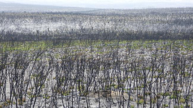 Flinders Chase National Park, showing many eucalypts sprouting from the base following some rainfall. There are also several Yaccas in the background that are regrowing from the apex.