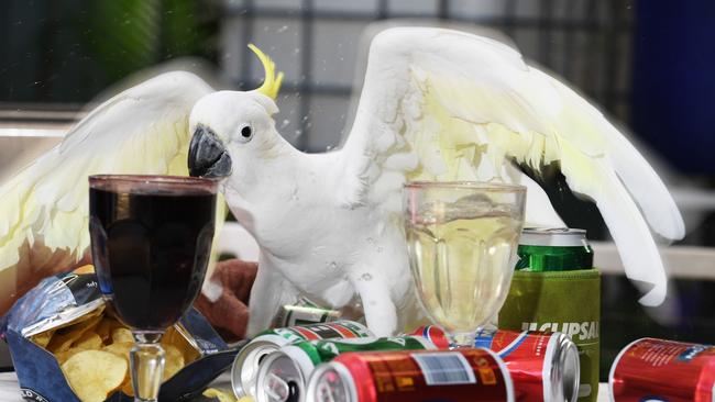 Palmerston resident Andrew Griffith says his boozie bird 'Opie' the cockatoo is obsessed with drinking wine. Picture: Katrina Bridgeford.