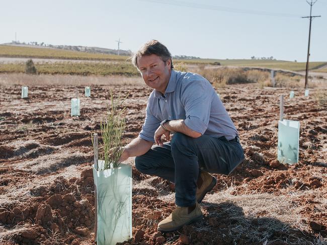 Taylors Wines in South Australia's Clare Valley