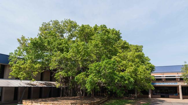 The Tree of Knowledge at City of Darwin chambers. Picture: Pema Tamang Pakhrin