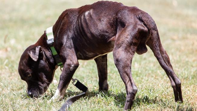 Stig is recovering in care of RSPCA but has a long way to go.