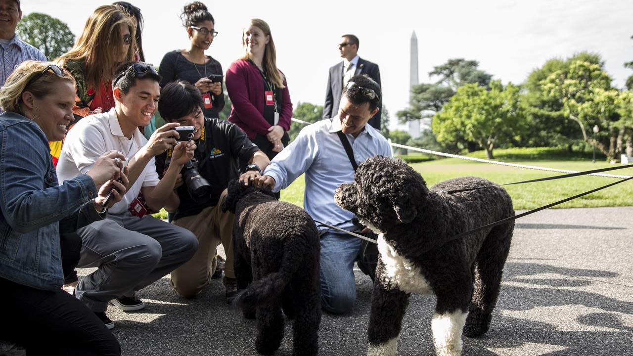 Sunny and Bo were popular fixtures at the White House. (Photo by Drew Angerer-Pool/Getty Images)