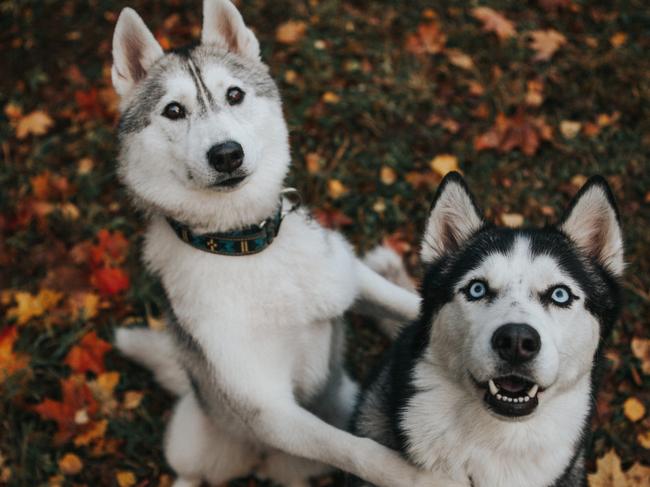 SMARTdaily, Pets column. Beautiful husky dog in the autumn garden. Picture: iStock