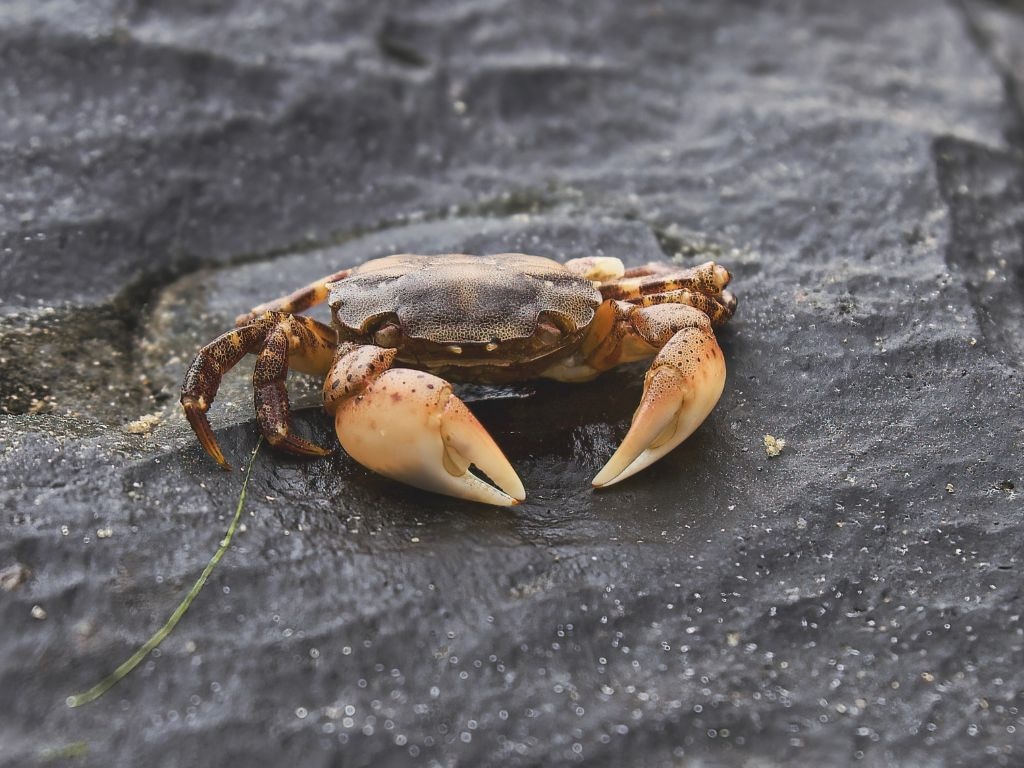Rat lungworm has also been found in freshwater shrimp, crabs and frogs. Picture: iStock