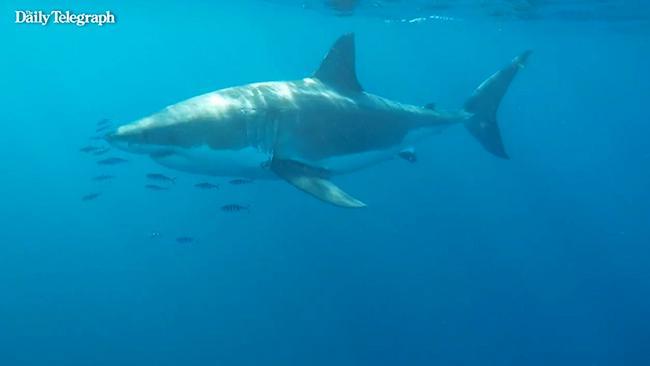 Great White Shark spotted off Sydney Beach