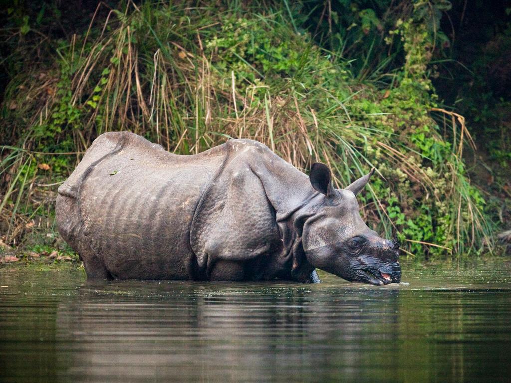 Greater One-horned Rhinoceros, Nepal. Picture: Will Burrard Lucas/topwilldlifesites.com