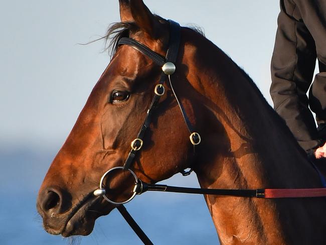 MELBOURNE, AUSTRALIA - OCTOBER 29:  Ben Cadden riding Winx through the water at Altona Beach during a recovery session on October 29, 2017 in Melbourne, Australia. Winx created history by becoming the first mare to win three consecutive Cox Plates at Moonee Valley, recording her 22nd consecutive win, surpassing Makybe Diva's career prizemoney and equalling Black Caviar's record of 15 Group 1 victories in the process.  (Photo by Vince Caligiuri/Getty Images)