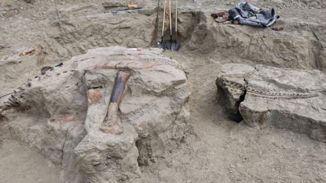 The triceratops skeleton being excavated in Montana, USA. Picture: Heinrich Mallison