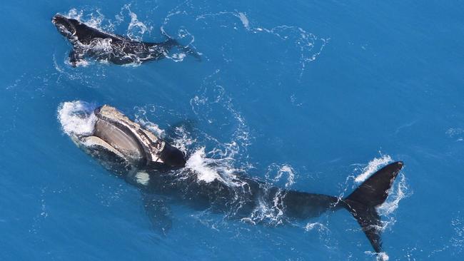 Having a whale of a time in the Great Australian Bight.