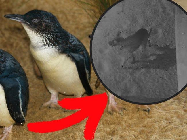 Horrific dog mauling kills 17 penguins in North West Tasmania