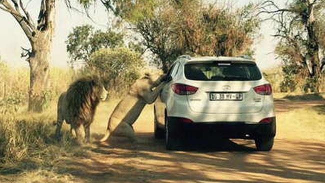 PHOTO COPYRIGHT FEATUREWORLD.CO.UK - MUST CREDIT. BYLINE MUST BE CREDITED Chilling photo captures woman’s final moments before fatal lion attack Katherine Chappel ***ONE TIME WEB USE ONLY*** Contact featureworld.co.uk for print use MUST CREDIT FEATUREWORLD.CO.UK