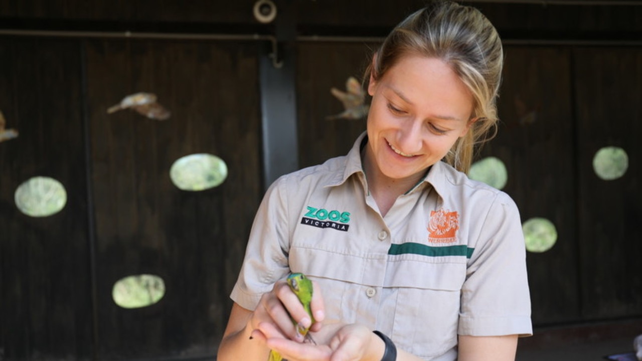 Zookeeper Danielle Ridgway with a critically endangered orange-bellied parrot. Picture: Zoos Victoria