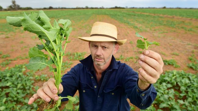 NEWS: Bruce Macague season report Bruce and Lindsey Macague are cropping at Diggora, they are having a very dry year after a bumper season lasy year. Canola crops looking worst he has ever seen it. PICTURE: ZOE PHILLIPS