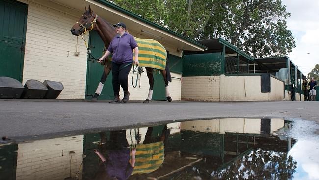 Melanie Fox walks with Precedence at Bart Cummings' Saintly Place stables in Melbourne. Picture: Getty Images