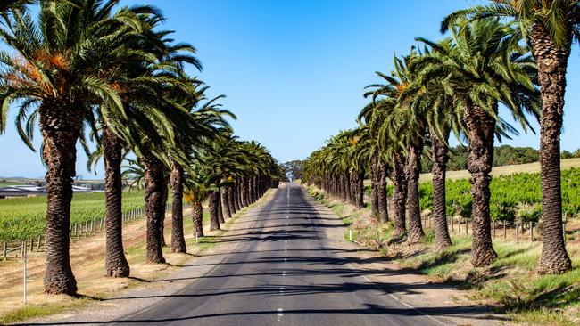 Canary Island date palms line the road leading to Seppeltsfield. Picture: SATC