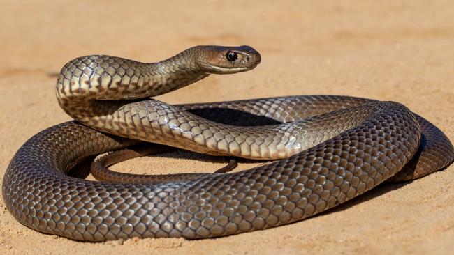 A man has died after being bitten by a snake. Picture: Ken Griffiths/supplied