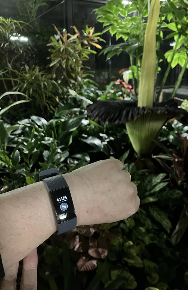 One family timed their corpse flower wait at Geelong Botanic Gardens.