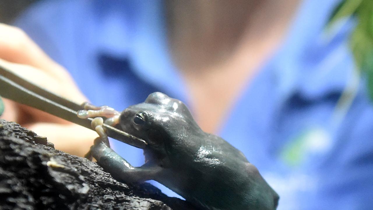 Behind the scenes at Reef HQ. Aquarist Kathy Connellan feeds Green tree Frogs. Picture: Evan Morgan