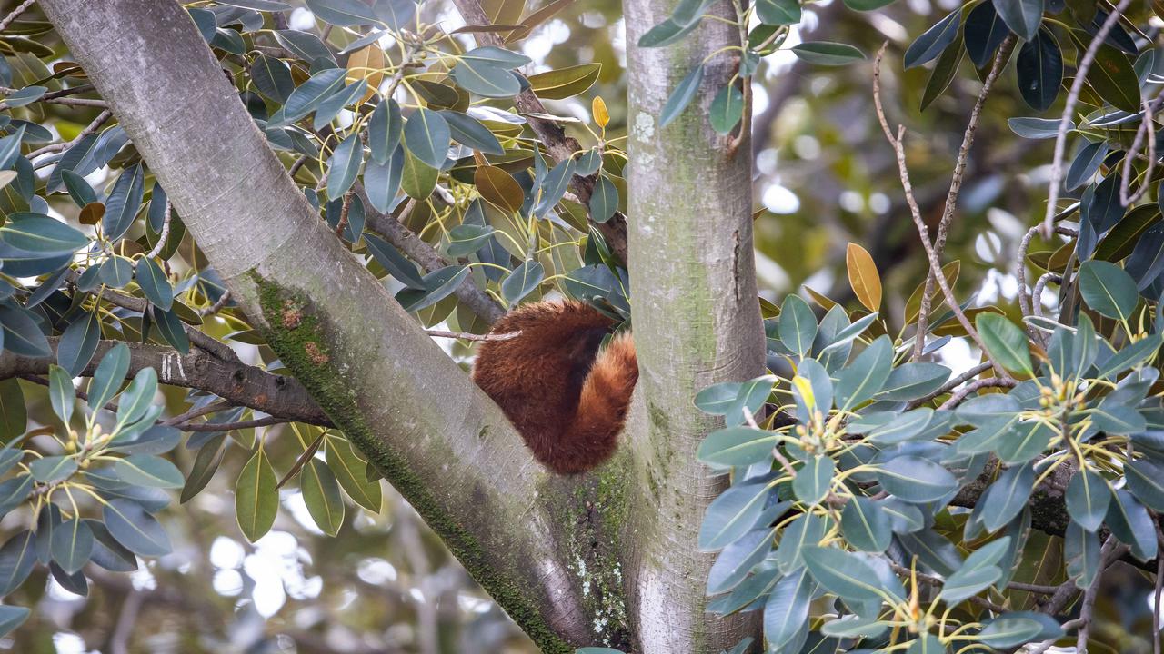 A sharp-eyed security guard spotted Ravi in the tree on Sunday morning. Picture: Tom Huntley