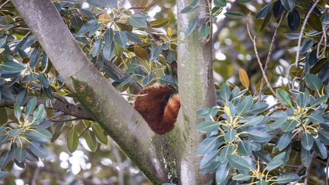 A sharp-eyed security guard spotted Ravi in the tree on Sunday morning. Picture: Tom Huntley