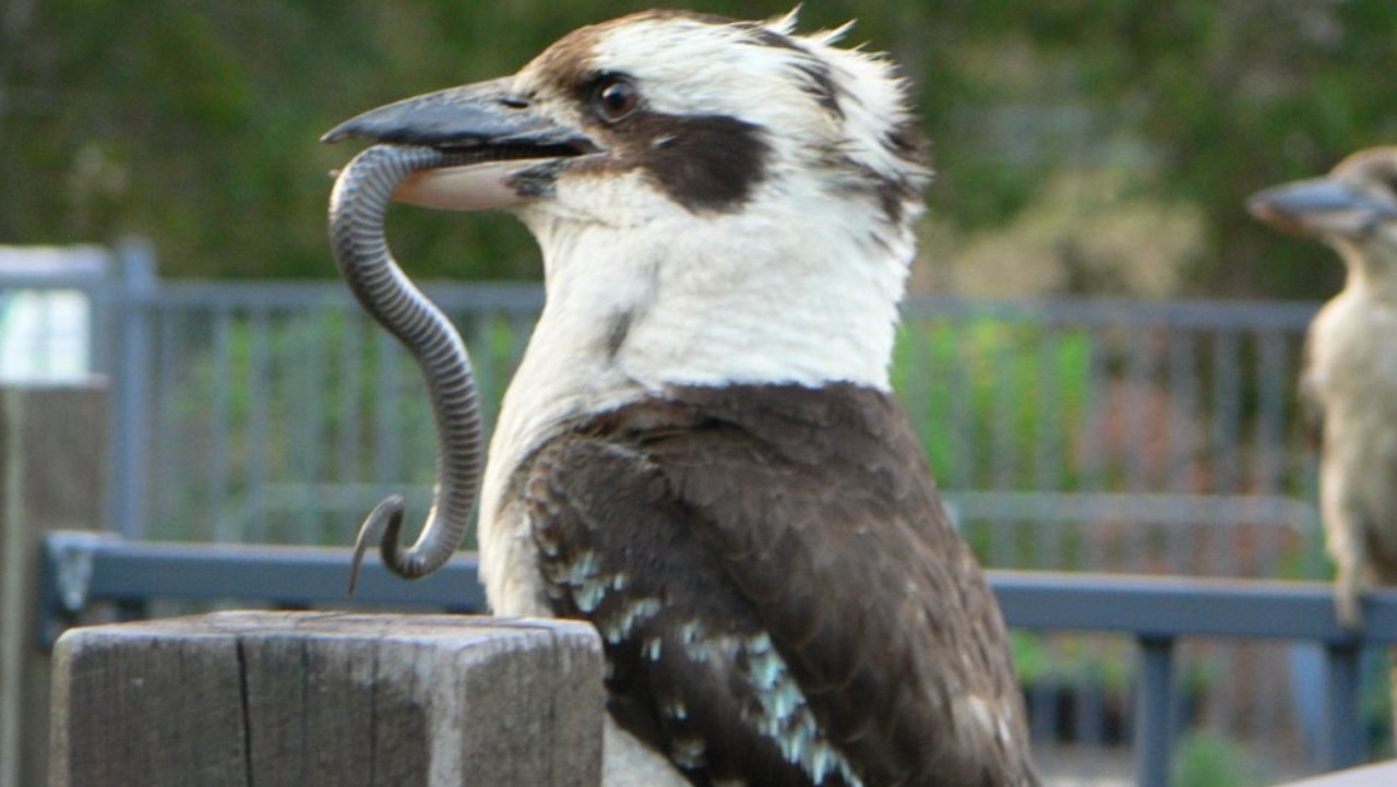 It’s definitely something kookaburras do – that’s not a big worm, it’s a brown snake. Picture: Supplied