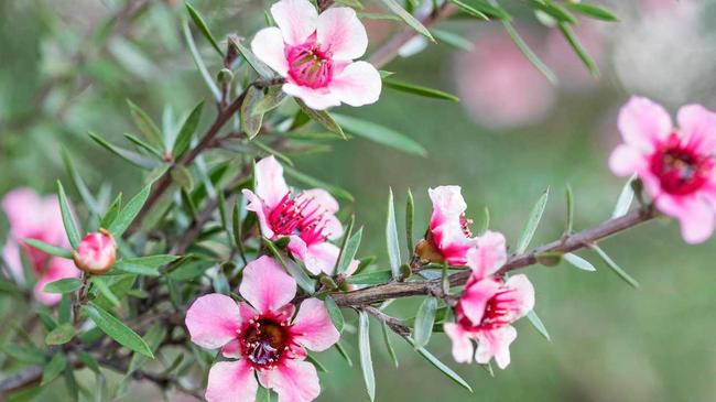 Pink New Zealand tea-tree. Picture: ouchi_iro