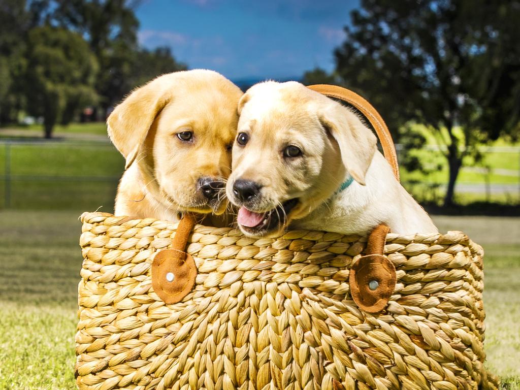 Labradors are still a popular puppy choice in Australia, according to HCF. Picture: Nigel Hallett.