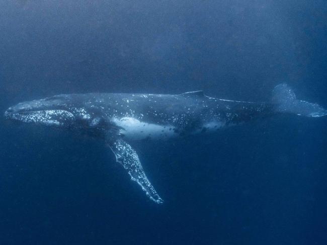 A whale in Jervis Bay, seen on a Woebegone Freedive tour. Picture: @wilderness.productions