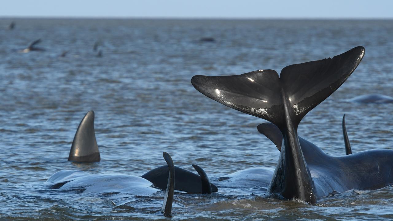 Whales stranded near Strahan, Tasmania. Picture: Brodie Weeding/The Advocate