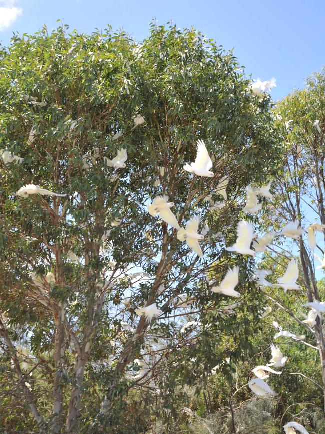 Corellas have descended on Aldinga and leave feathers and droppings all over the town. Picture: Roger Wyman