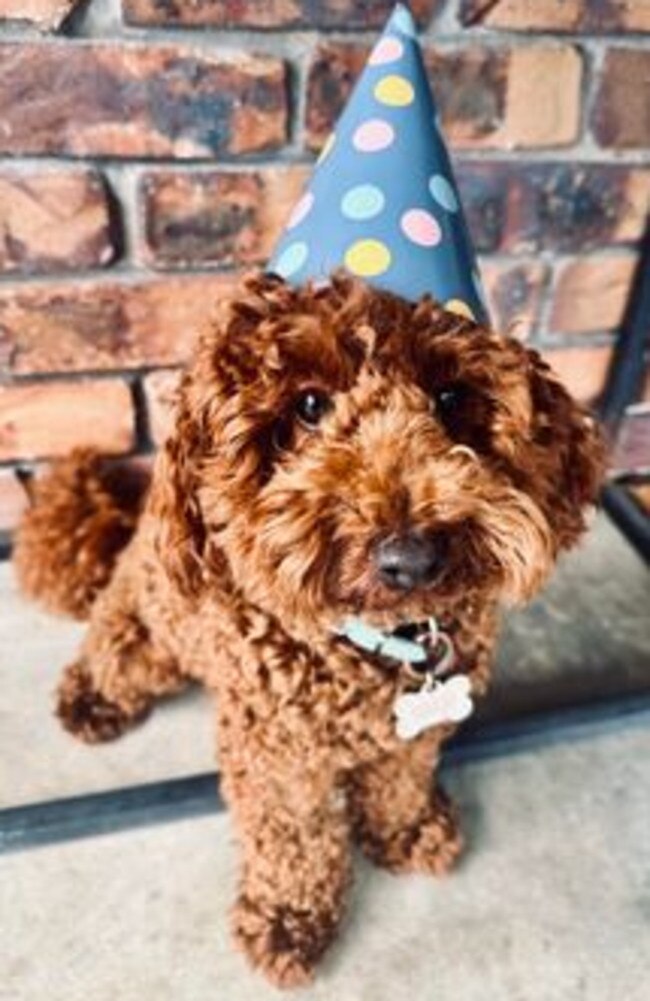 Mackay's cutest puppy of 2023, Morgy, celebrated his first birthday on February 13 with his loving owners, Georgia Sharp and Zac Fenech.