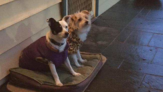 Steve Herbert's dogs Patch (left) and Ted. Picture: Facebook