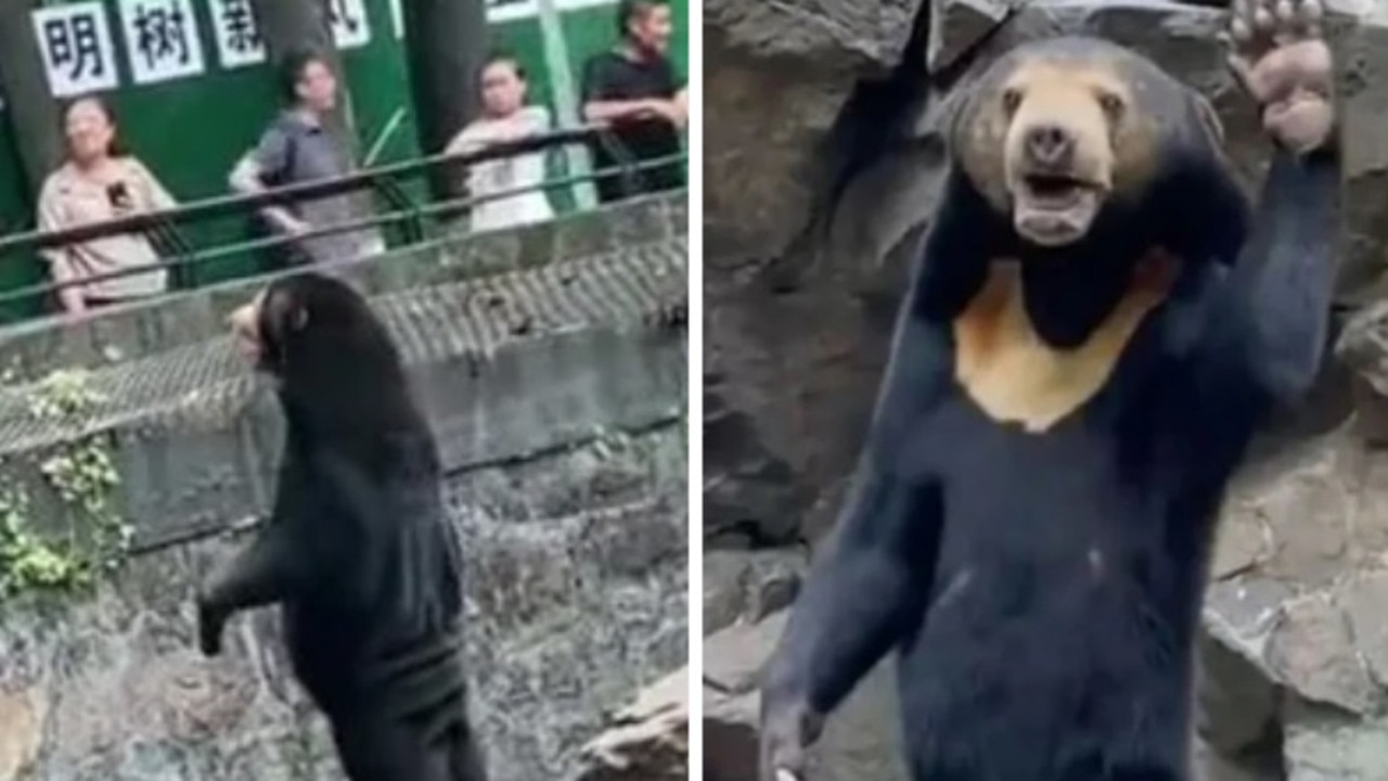 Cruel theory reveals why ‘human’ bear was seen standing and waving just like a person in a costume.