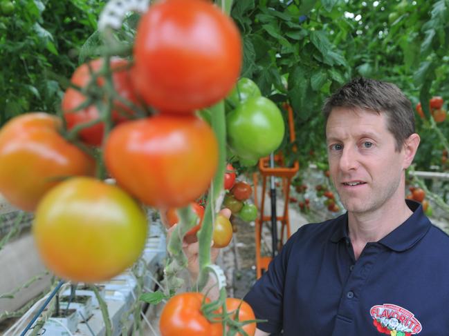 Flavorite Hydroponic Tomatoes farm manager Chris Millis at Warragul in West Gippsland. September 2017. Picture: JAMES WAGSTAFF