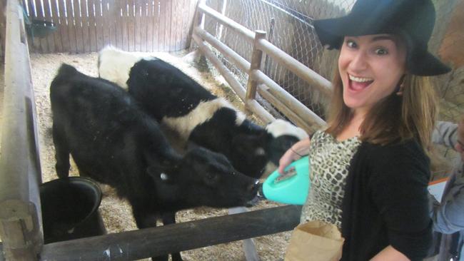 The calves you can hand-feed at Tropical Fruit World have a lot of suction in their mouths, so a firm grip is required.