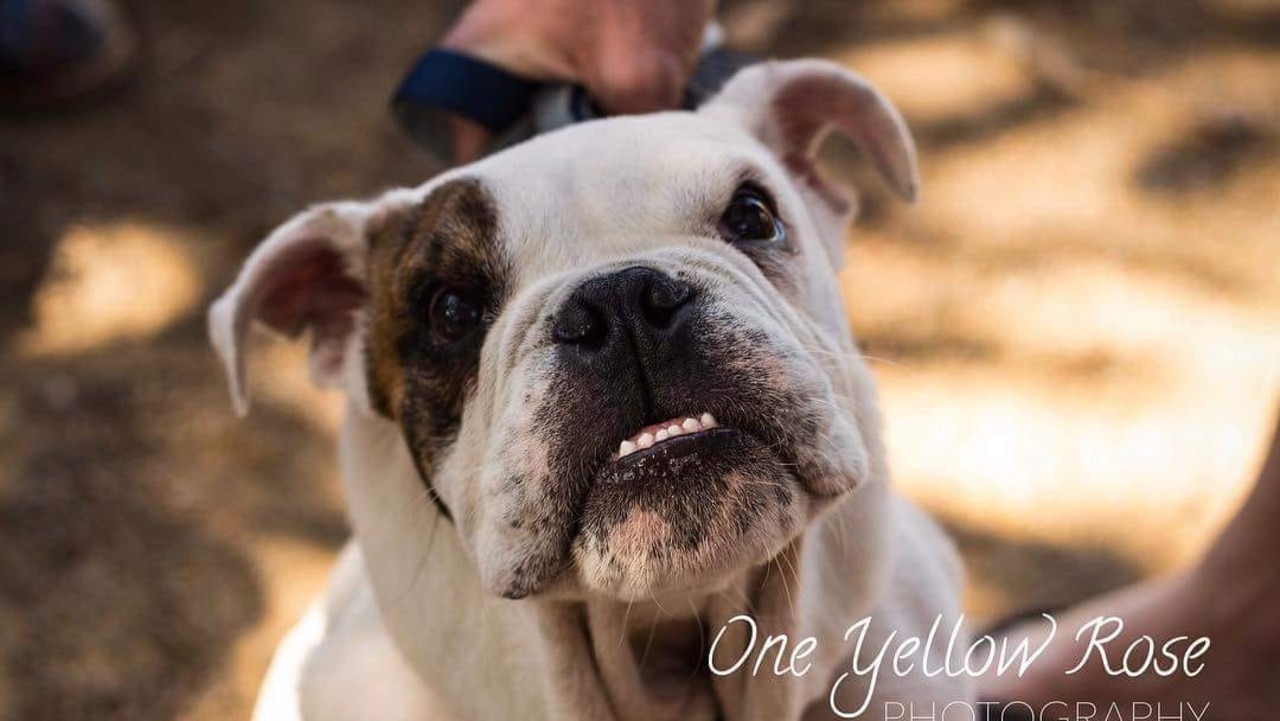 Benny the rescue British Bulldog. Photo Will Baker