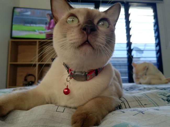 Muis is much too dignified to do anything to entertain any human. Picture: Amber Maree