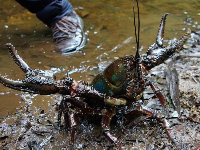 A giant cray wields its claws. Picture: Mary-Anne Cole