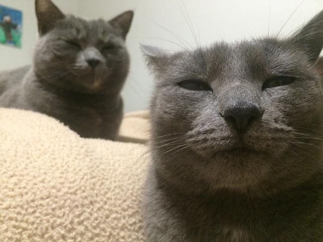 WINFIELD  SOOTY: Twinning! The selfie game is strong for these fierce felines.