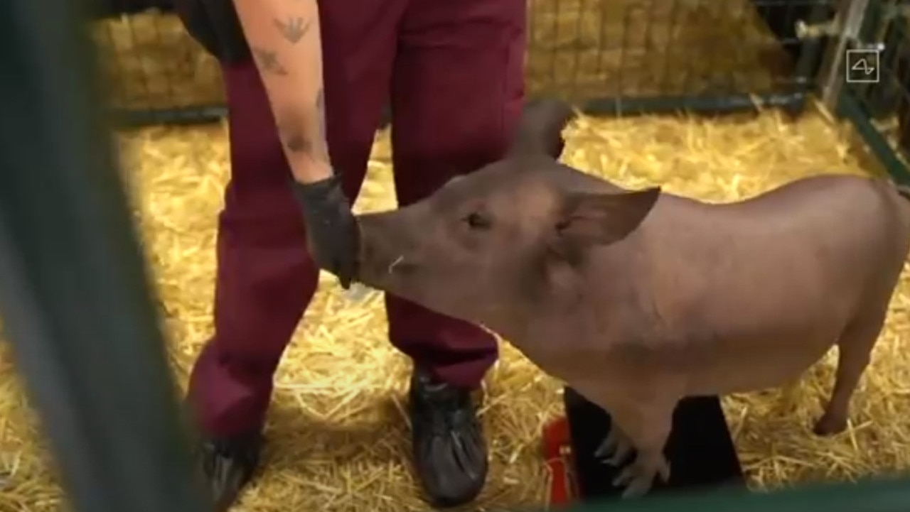 Gertrude the pig had been implanted with a Neuralink device.