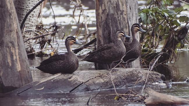 Pacific black ducks on a log in the flooded Mulwaree river at the Goulburn Wetlands. Picture: James Cornwell