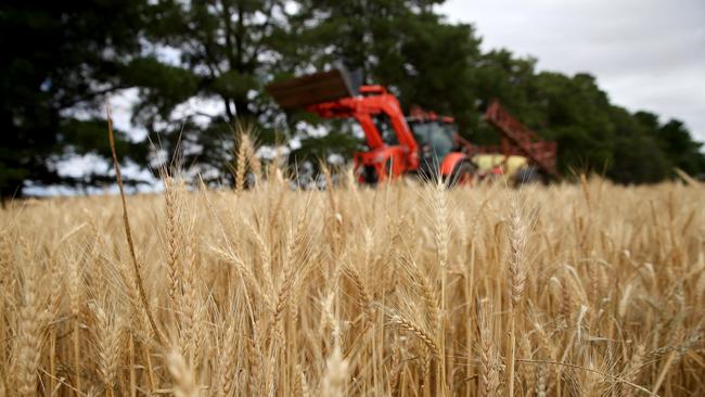 On the rise: Australia’s wheat production is set to rebound following two years of drought.