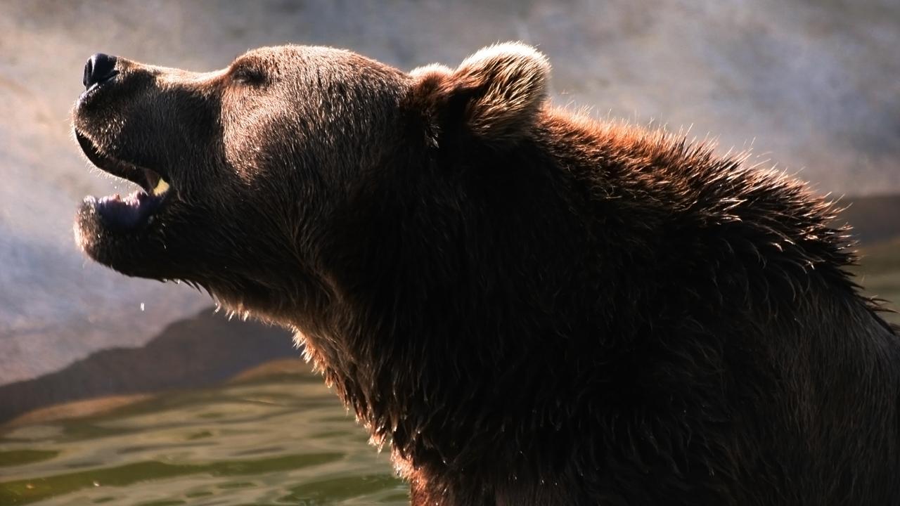 When A Bear Went On A Rampage In Rural Japan, Killing Seven People ...