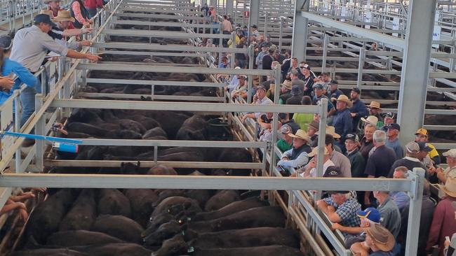 Feedlots and commission buyers jostled with southern restockers for a share of what was an impressive line-up of 6000 cattle at Ballarat last week. Picture: Jenny Kelly